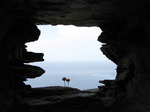 SX07275 Two flowerheads of White Clover (Trifolium repens) framed by window in Tintagel Castle wall.jpg